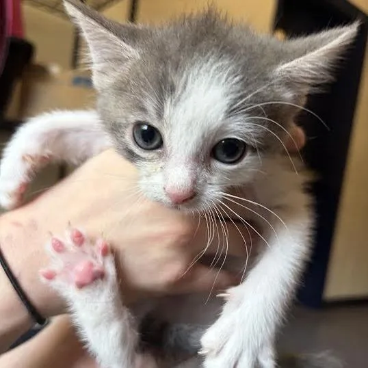 A baby small-sized male Gray / Blue / Silver Domestic Short Hair cat named Driftwood for adoption in Charlottesville, VA