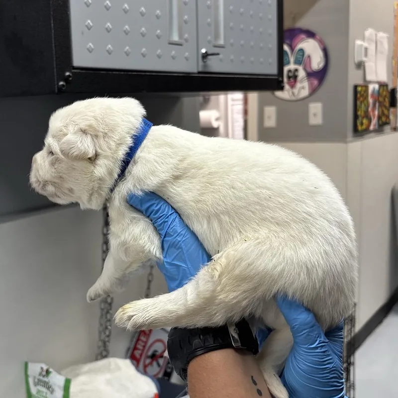 A baby large-sized male White / Cream Great Pyrenees dog named Cubs for adoption in Springtown, TX