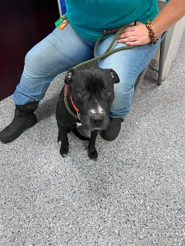 An adult medium-sized female Black Pit Bull Terrier dog named Stormi for adoption in Burgaw, NC