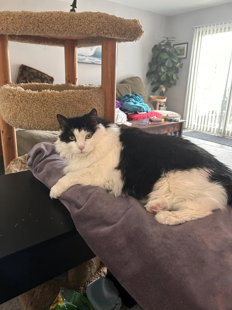 A senior medium-sized female Maine Coon cat named Juliet URGENT for adoption in Herndon, VA