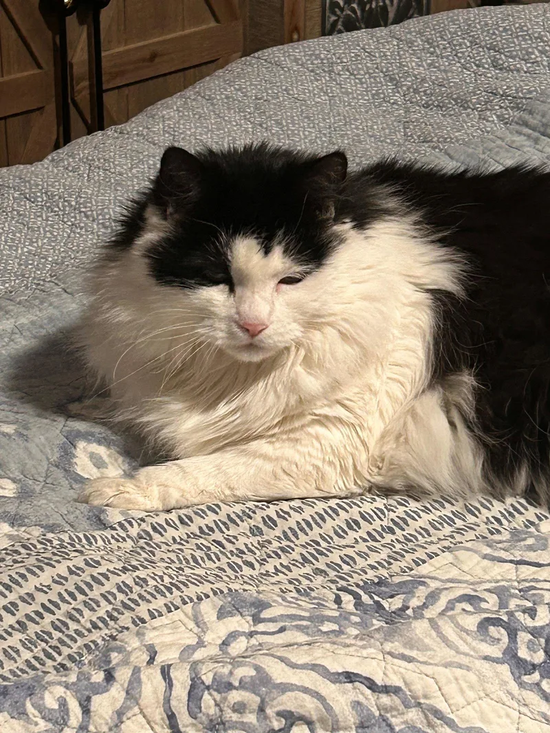 Juliet  URGENT thumbnail 2