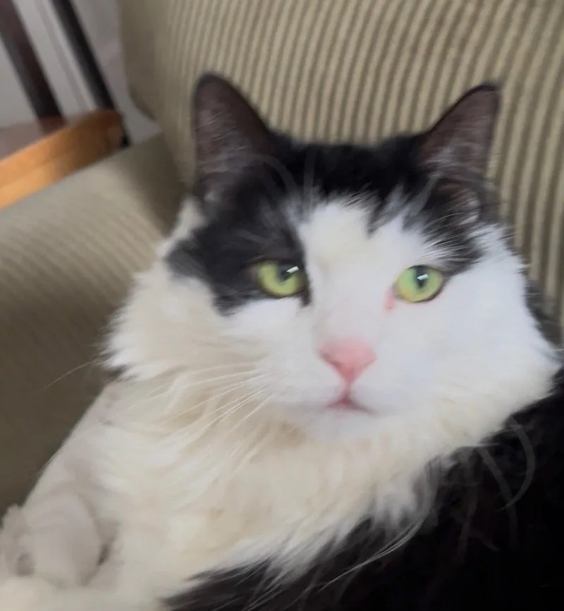 Juliet  URGENT thumbnail 3