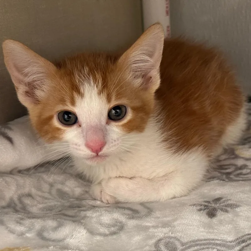 A baby small-sized male Orange / Red Domestic Short Hair cat named Victor for adoption in Sunnyvale, CA
