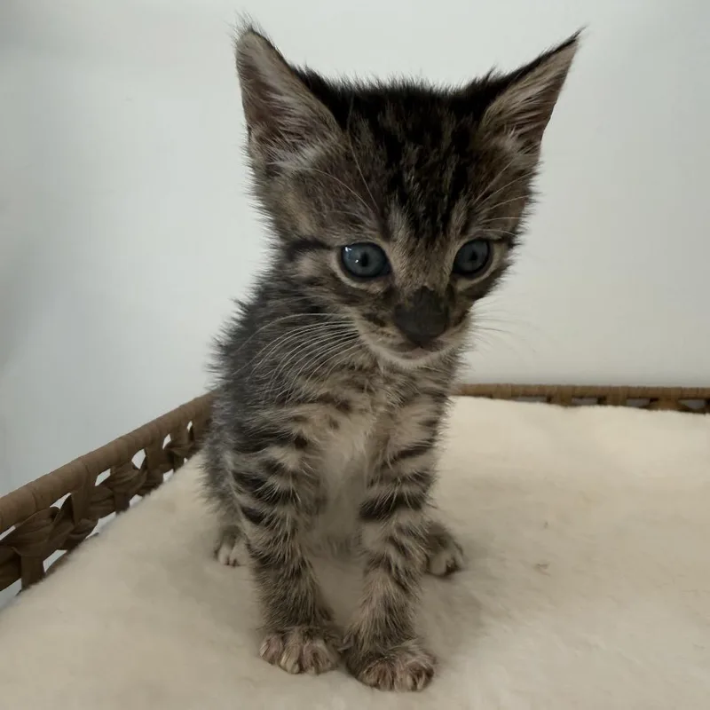 A baby small-sized male Brown / Chocolate Domestic Short Hair cat named Coco for adoption in Tustin, CA