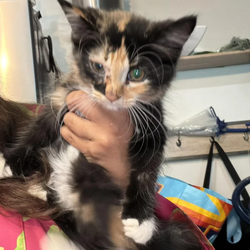 A baby large-sized female Calico cat named Cali for adoption in atlanta, GA