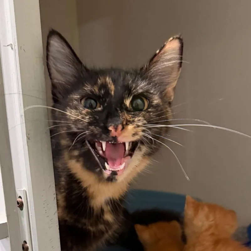 A young medium-sized female Tortoiseshell Domestic Short Hair cat named Lilo for adoption in Port Charlotte, FL
