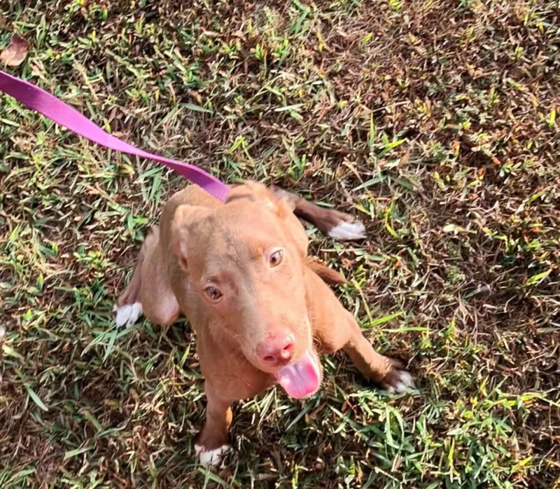 A baby medium-sized female Brown / Chocolate Chesapeake Bay Retriever dog named Marley for adoption in Covington, TN