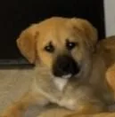 A baby medium-sized female Golden Australian Shepherd dog named Aerial for adoption in fort worth, TX
