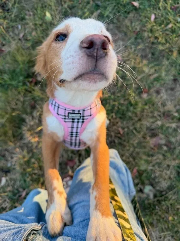 A young medium-sized female Golden Mixed Breed dog named Woofie Goldberg for adoption in Fredericksburg, VA