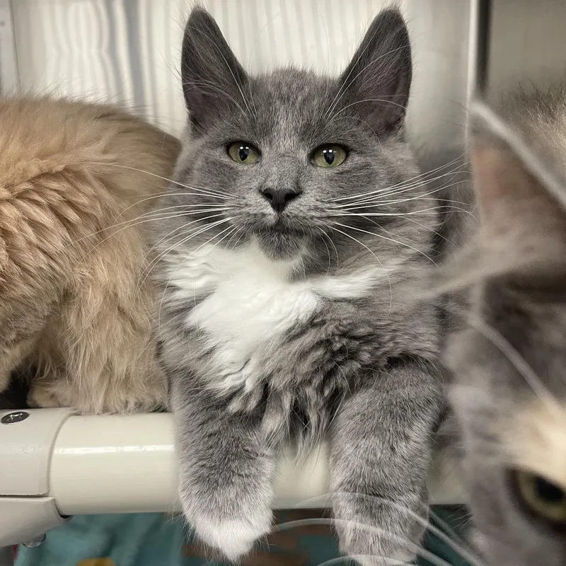 A baby small-sized male Gray / Blue / Silver Domestic Medium Hair cat named Jolly Ollie for adoption in Mentor, OH