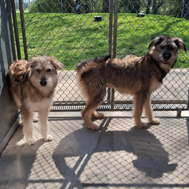 A young small-sized female Yellow / Tan / Blond / Fawn Wheaten Terrier dog named Blaze for adoption in Dayton, OH