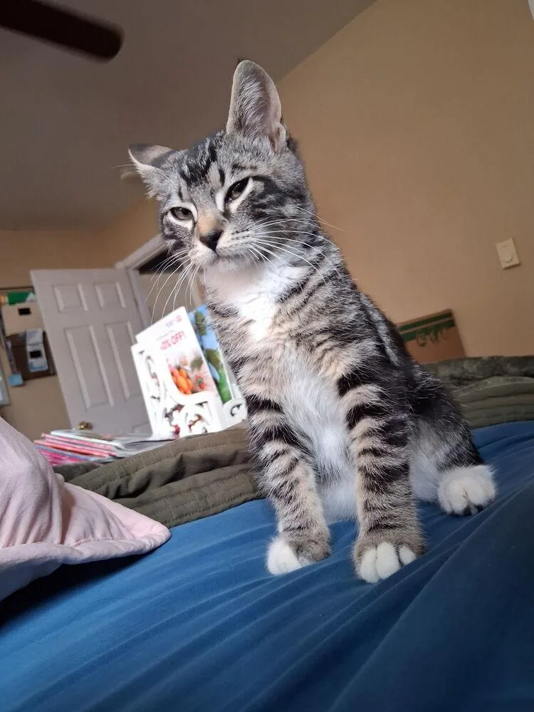 A baby small-sized male Domestic Short Hair cat named Ajax for adoption in Bellingham, WA