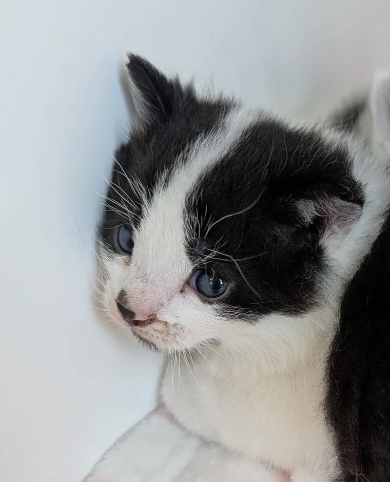 A baby small-sized male American Shorthair cat named River for adoption in Greenfield, IN