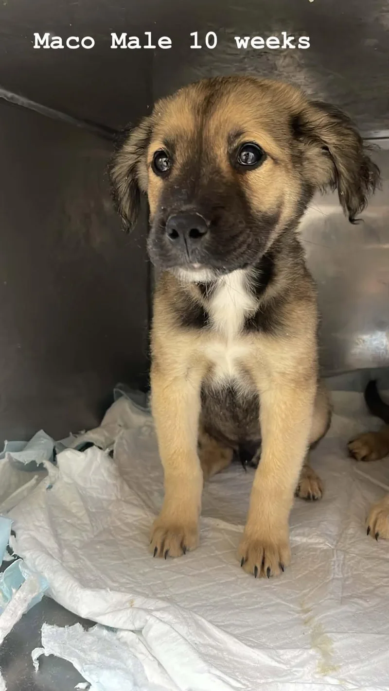 A baby medium-sized male Apricot / Beige German Shepherd Dog dog named Maco for adoption in Fort Payne, AL