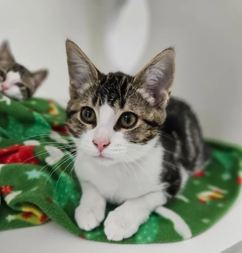 A baby medium-sized female Domestic Short Hair cat named Alexis for adoption in Huntington, IN