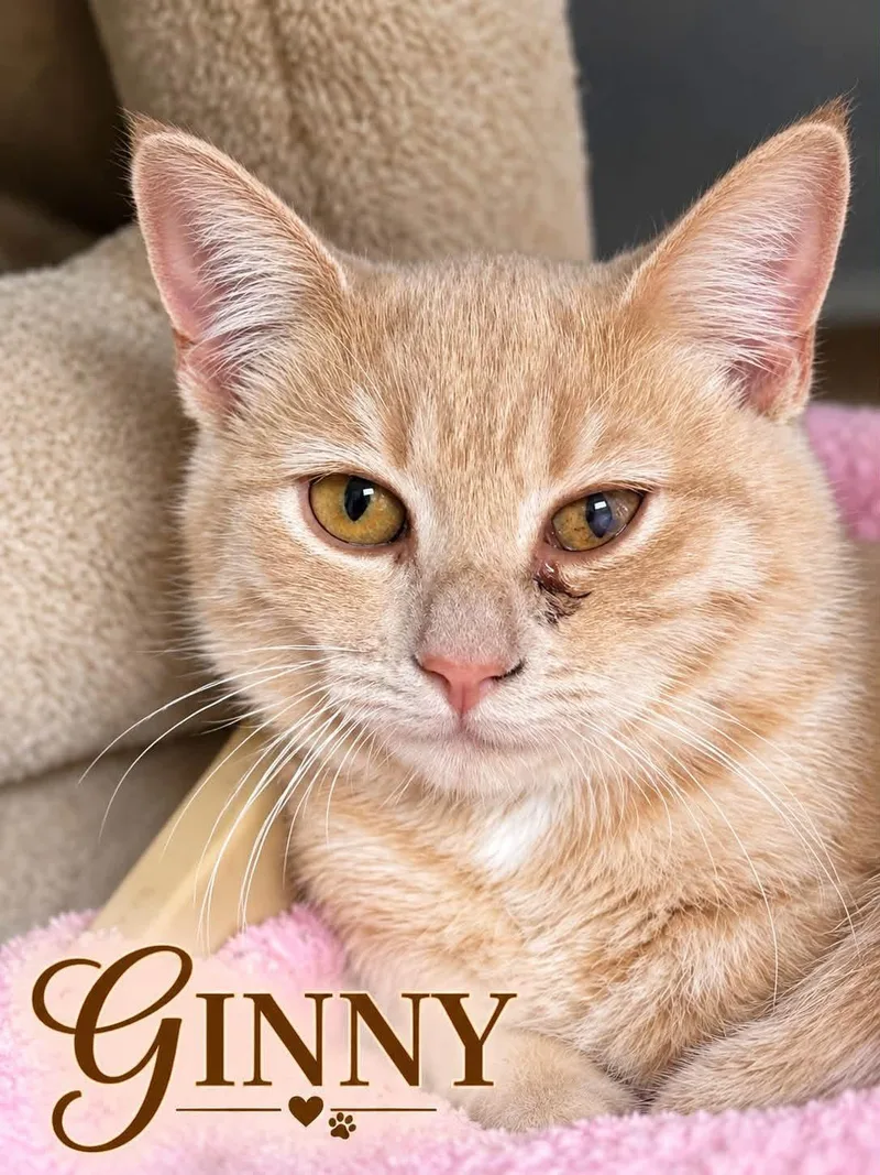 A young medium-sized female Domestic Short Hair cat named Ginny for adoption in Loogootee, IN