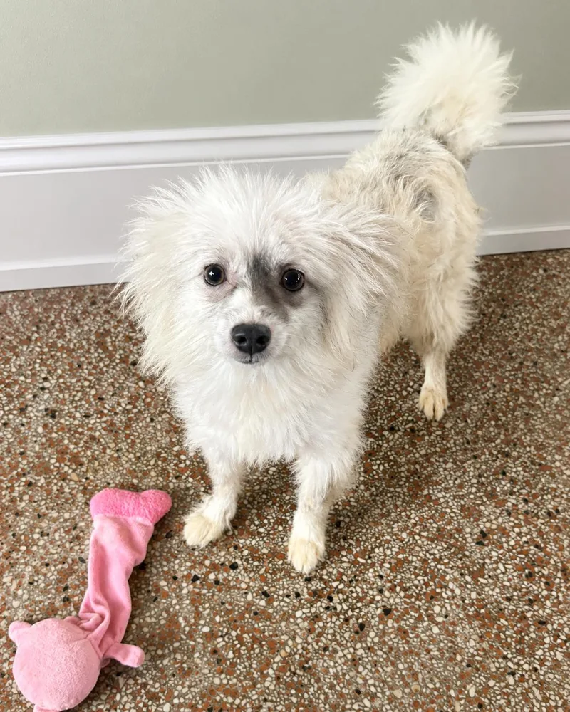 An adult medium-sized male Pomeranian dog named Gello FH for adoption in Sanford, FL