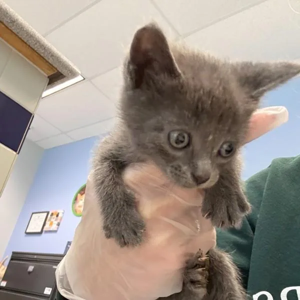 A baby small-sized male Domestic Short Hair cat named Smokey for adoption in Des Moines, IA