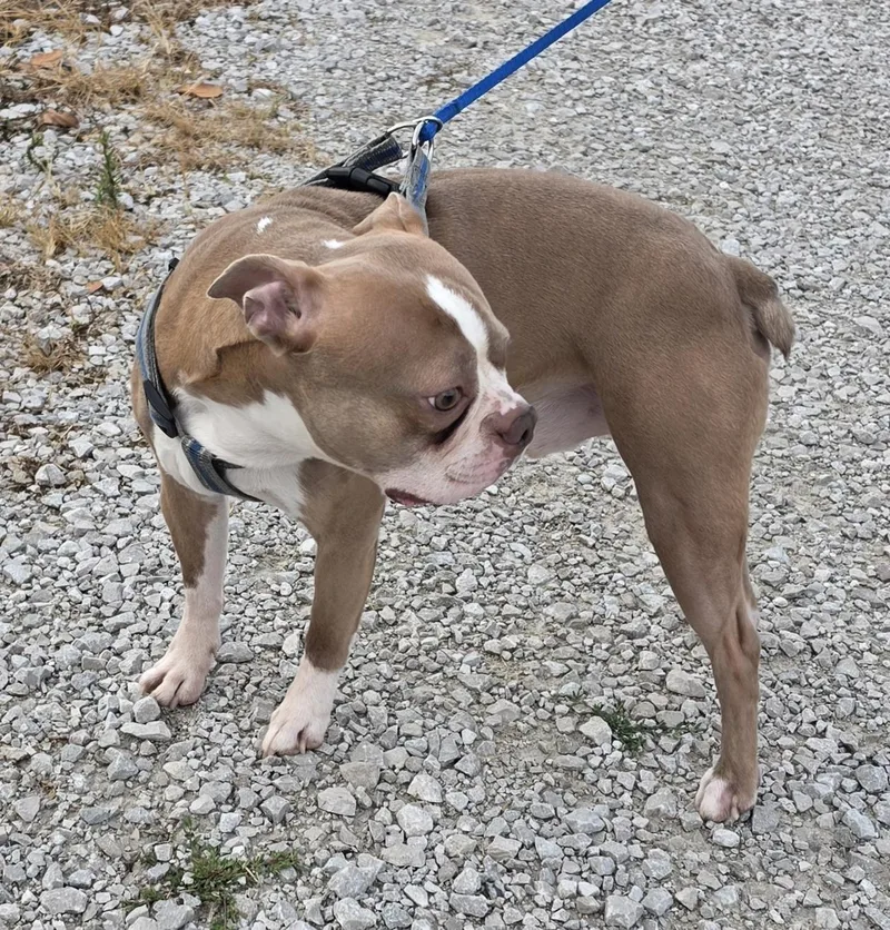 An adult small-sized male Brown / Chocolate Boston Terrier dog named Hatchi for adoption in Terre Haute, IN