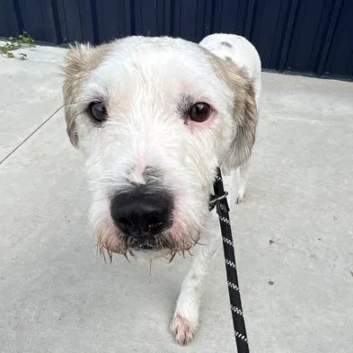 An adult medium-sized male White / Cream Mixed Breed dog named Buster for adoption in Matteson, IL