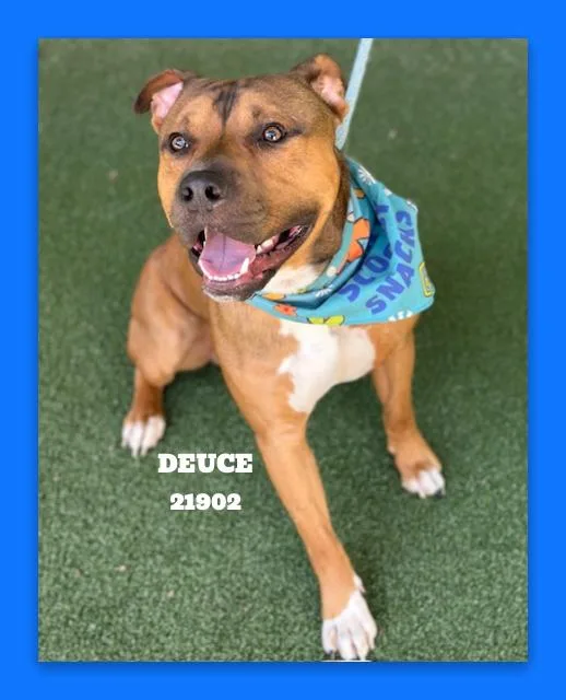 A young large-sized male Tricolor (Brown, Black, & White) Pit Bull Terrier dog named Deuce for adoption in Marietta, GA