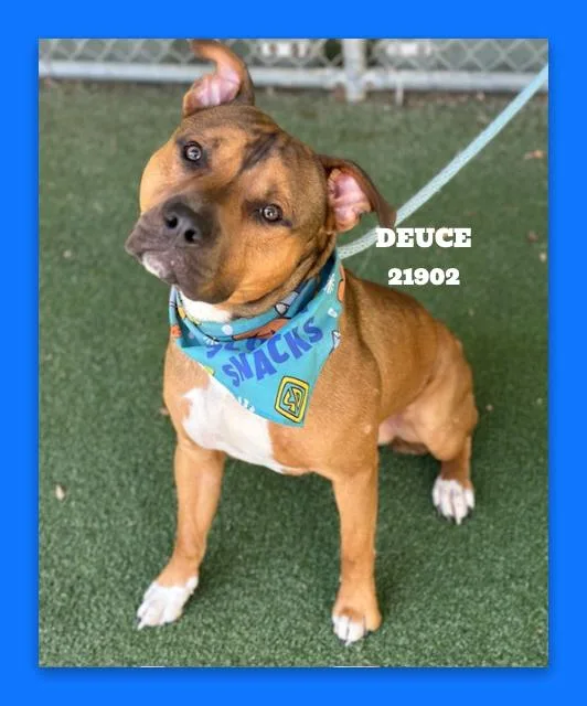 Deuce thumbnail 2