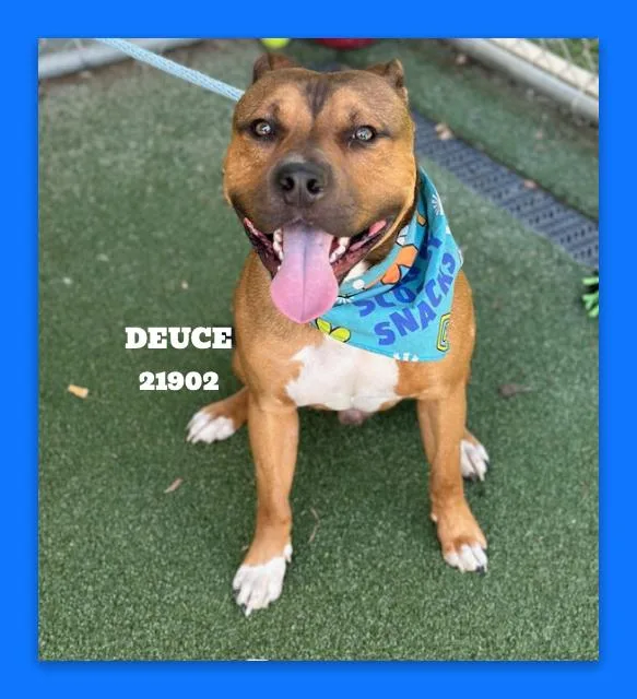 Deuce thumbnail 4