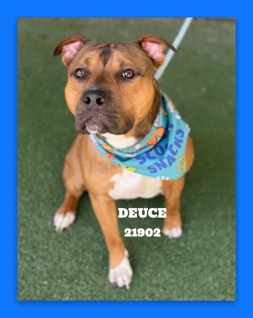 Deuce thumbnail 5