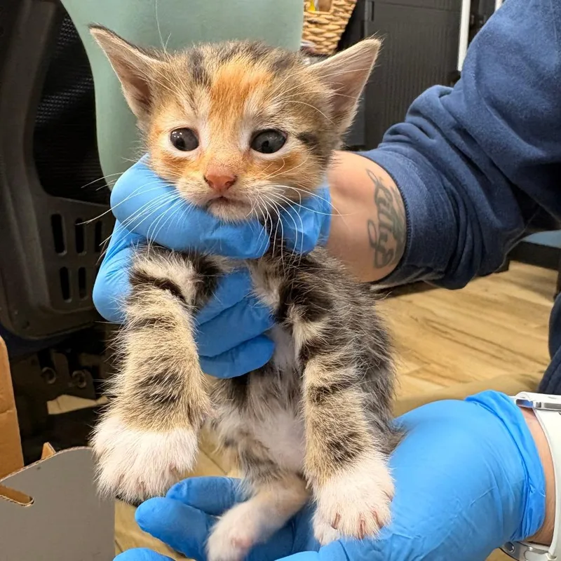 A baby small-sized female Gray / Blue / Silver Domestic Short Hair cat named Sandra for adoption in Newark, NJ