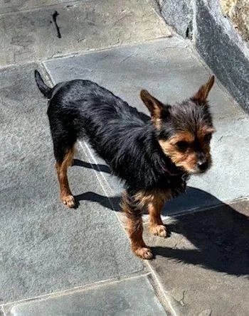 Scarlett thumbnail 2