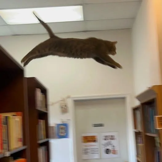 Tom @ Fat Cat thumbnail 2