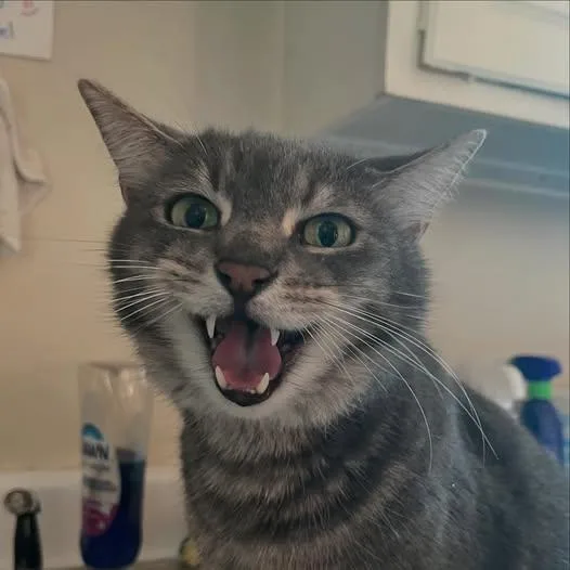 Tom @ Fat Cat thumbnail 4