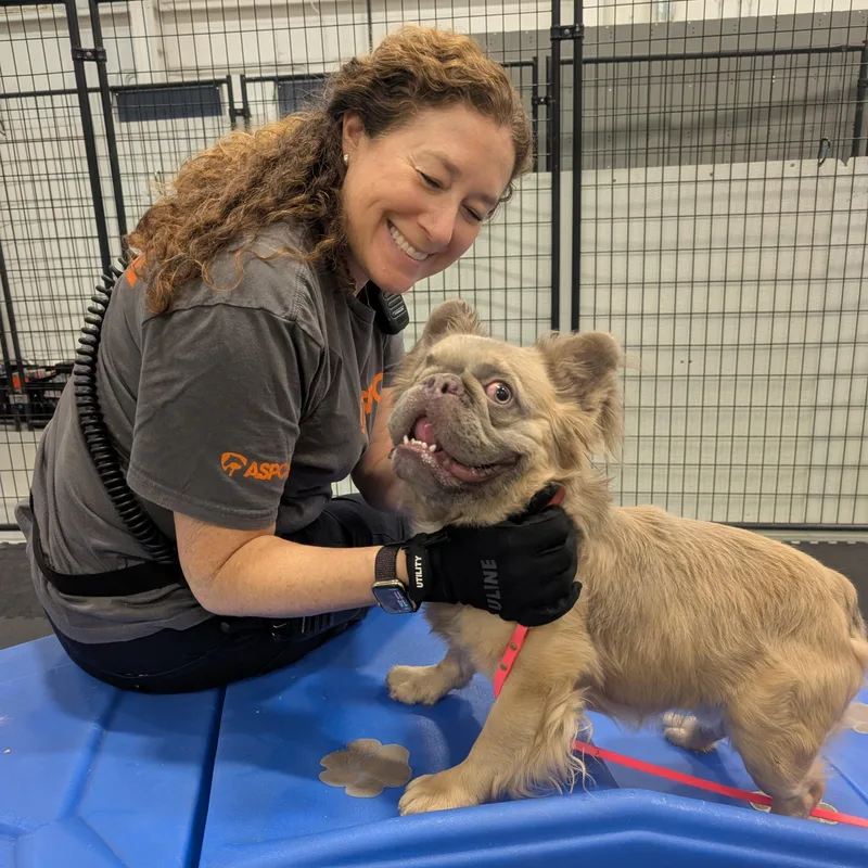 A young small-sized male French Bulldog dog named Trombone for adoption in Columbus, OH