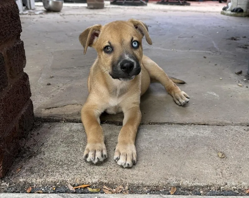 A baby small-sized female Tricolor (Brown, Black, & White) Labrador Retriever dog named Cici for adoption in Amherst, NY