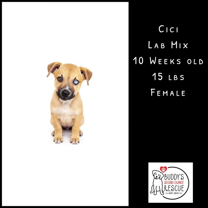 Cici thumbnail 3