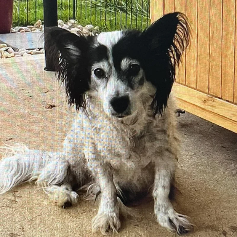A senior small-sized male White / Cream Papillon dog named Rocky for adoption in Greensboro, NC