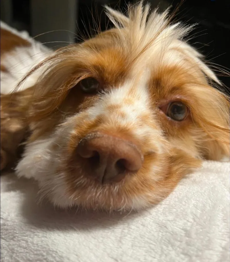 Honeybun thumbnail 2
