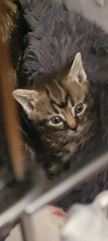 A baby medium-sized female Domestic Short Hair cat named Cherub for adoption in Windsor, CT