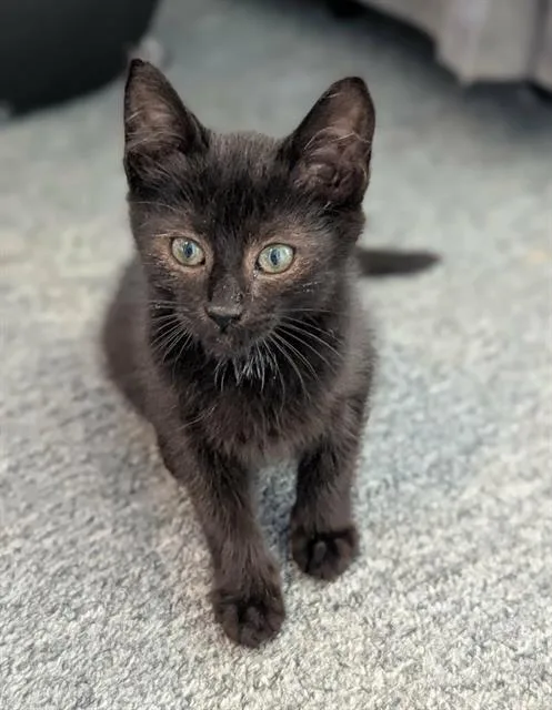 A baby medium-sized female Domestic Short Hair cat named Victoria for adoption in Kent, WA