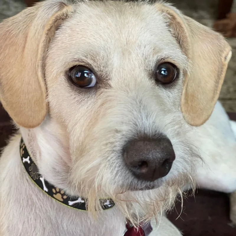 An adult small-sized male White / Cream Schnauzer dog named Jeb  Finn for adoption in Houston, TX