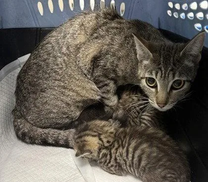 A young large-sized female Brown / Chocolate Domestic Short Hair cat named Giselle for adoption in Oakland, CA
