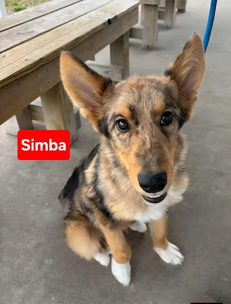 A baby medium-sized male German Shepherd Dog dog named Simba for adoption in Clinton, MO