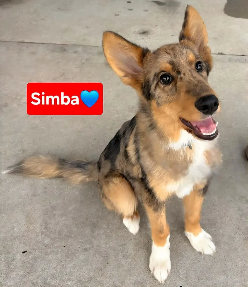 Simba thumbnail 3