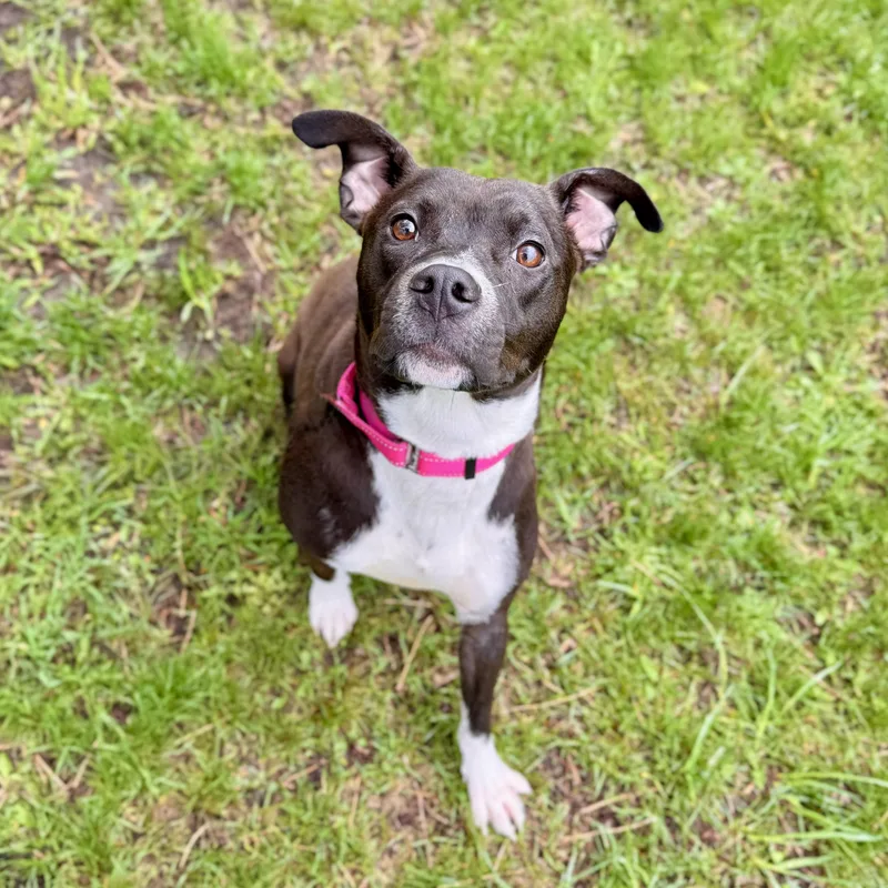 A young medium-sized female Mixed Breed dog named Daphne for adoption in Midland, MI