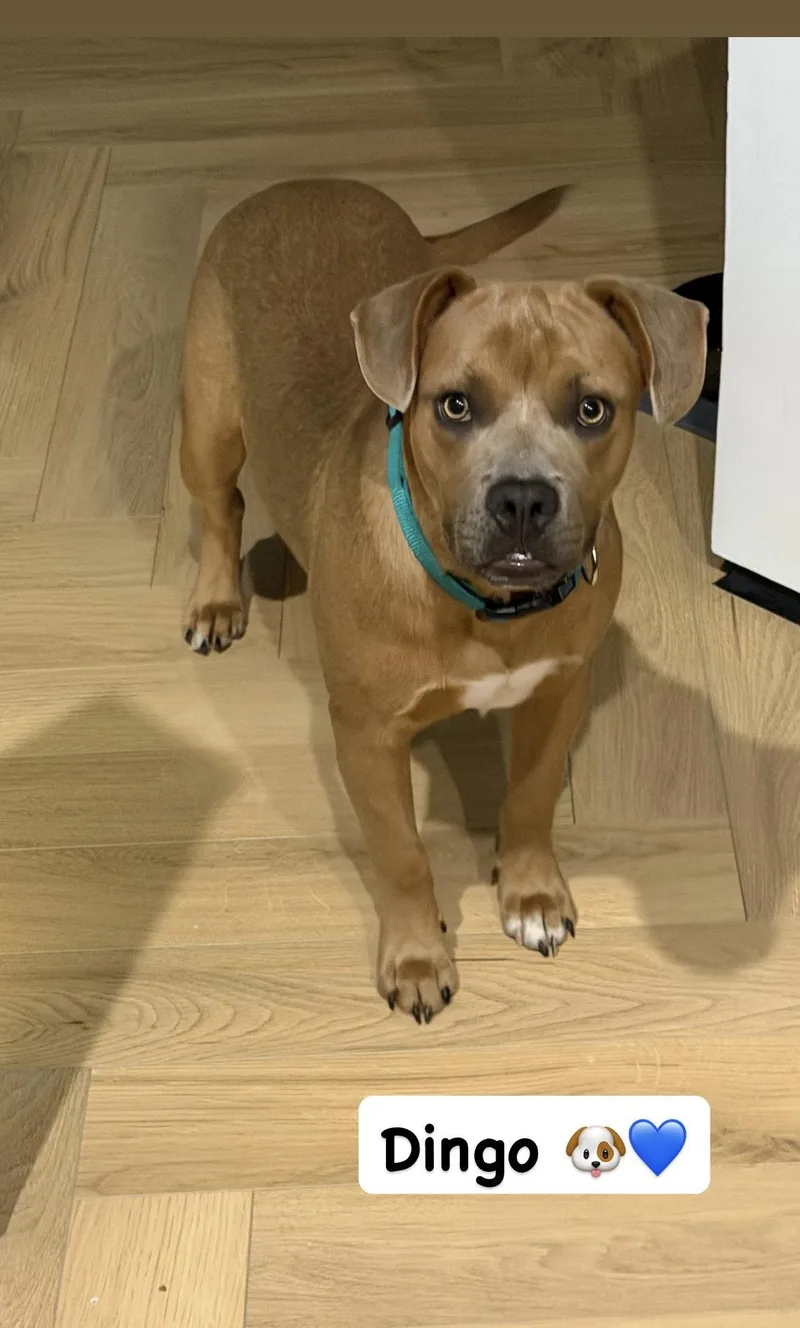 A baby medium-sized male American Staffordshire Terrier dog named Dingo for adoption in San Diego, CA