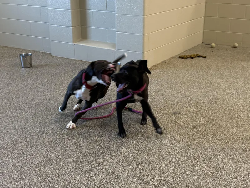 A young medium-sized male Pit Bull Terrier dog named Quest for adoption in Youngstown, OH