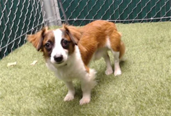 A young small-sized male Terrier dog named Bob for adoption in Downey, CA