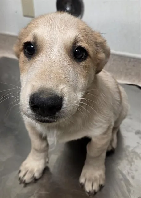 Enzo