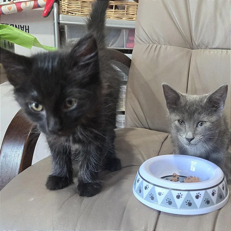 A baby small-sized female Black Domestic Short Hair cat named A Minx for adoption in Pleasant Hill, CA