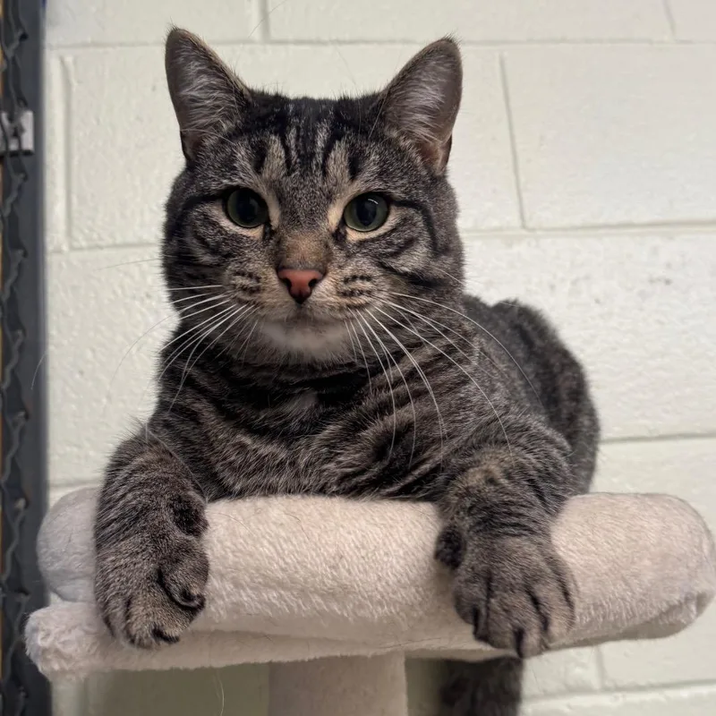 An adult large-sized male Gray / Blue / Silver Domestic Short Hair cat named Figaro for adoption in Easton, PA